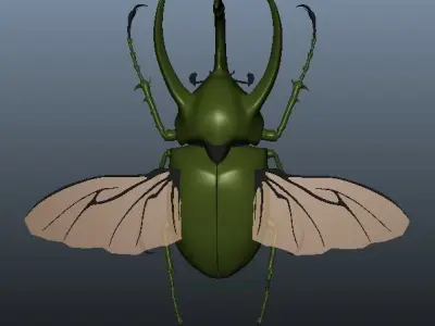 Chalcosoma Atlas Beetle with wings rigged not-textured 3D model