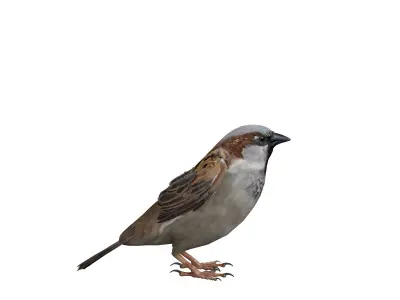 Sparrow Low-poly 3D model