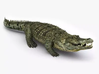 Crocodile RIGGED 3D model