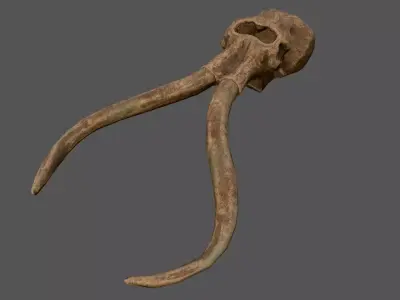 Mammoth Skull Low-poly 3D model