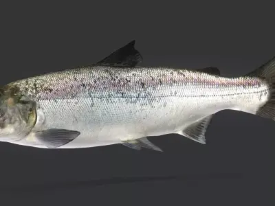 Realistic Salmon Animated 3D model