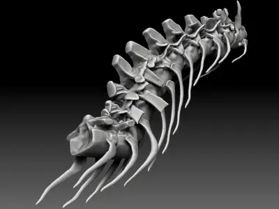 Spinosaurus 2020 version Neck Set Skeletons 3D model