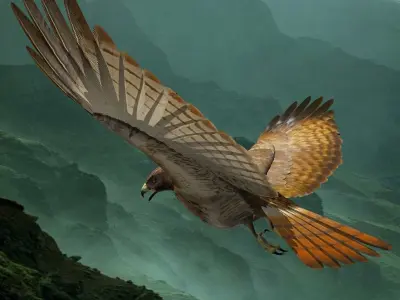 Red Tailed Hawk - rigged - animated 3D model