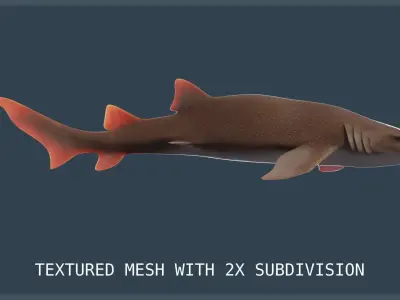 Nurse Shark Low-poly 3D model