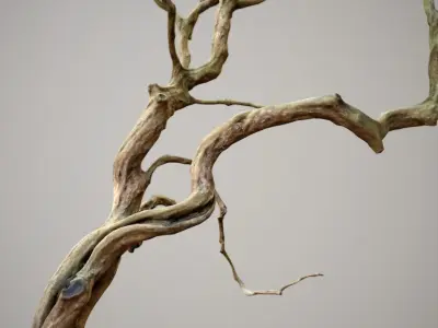 Curly tree Scan Low poly 3D model