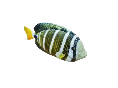 Low-Poly Striped tropical Animated  Low-poly 3D model