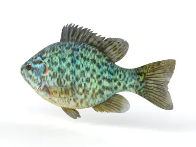 Pumkinseed Fish 3D model