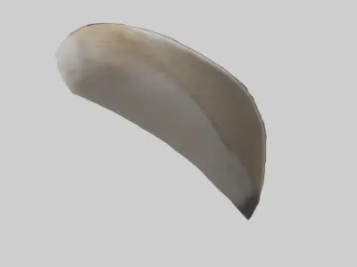 Coyote Tail Model 3D model
