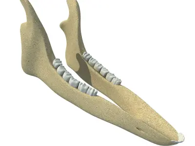 Deer Animal Jaw 3D model