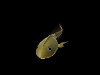 Frog Tadpole 3d model Low-poly 3D model