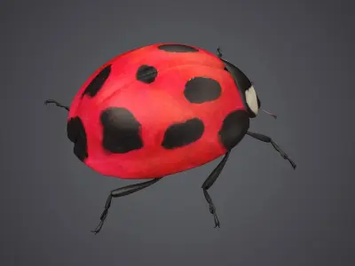 ladybug ladybird beetle bug insect coccinella insects bugs fly 3D model