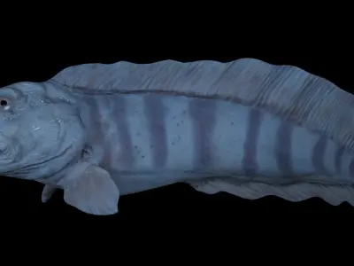 Atlantic Wolf Fish 3D model