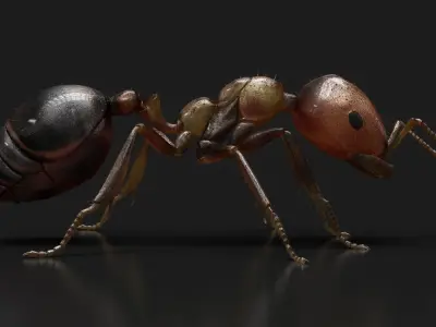 Ant ANIMATED 3D model