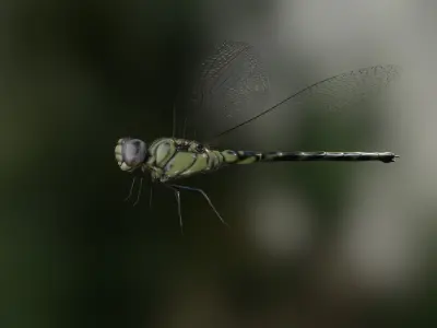 Dragonfly rig animation PBR 3D model