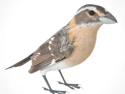 3D Bird Pack Black Headed Grosbeak Male and Female Low-poly 3D model