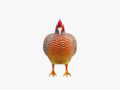 Pheasant Free 3D model