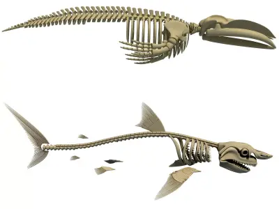 Shark and Blue Whale Skeletons 3D model