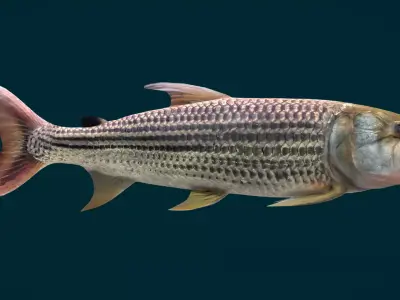 Goliath Tigerfish Animated 3D model