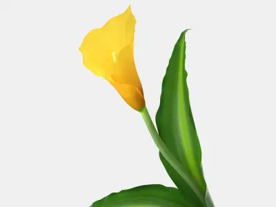 Yellow Calla Flower 3D model
