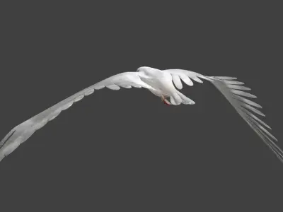 seagull animated 3D model