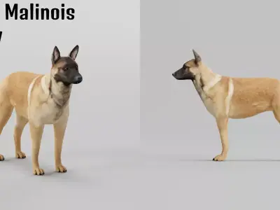 Belgian Malinois Free 3D model