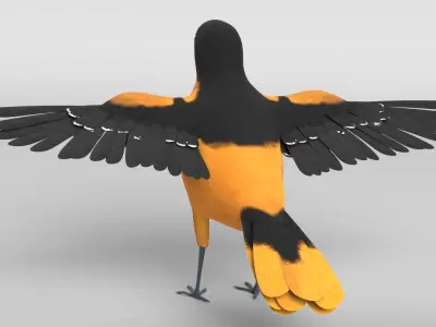 Baltimore Oriole Bird 3D model