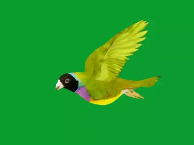 Gouldian Rainbow Finch Bird Low-poly 3D model