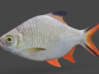 Tinfoil Barb Fish 3D model