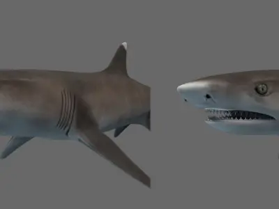 Whitetip Reef Shark Low-poly 3D model