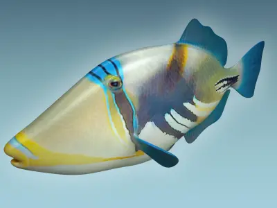 Trigerfish 2 tropical fish 3D model