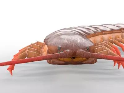 Centipede Insect Low-poly 3D model
