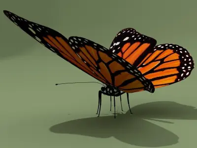 Monarch Butterfly 3D model