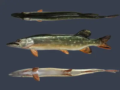 River fish collection Low-poly 3D model