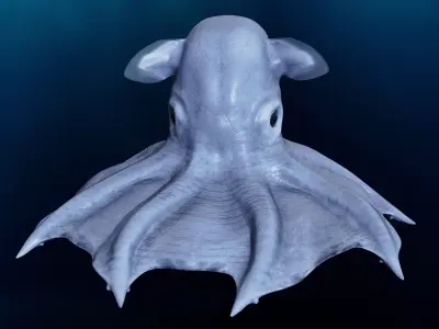Grimpoteuthis - Dumbo Octopus - Ver 2024  Low-poly 3D model