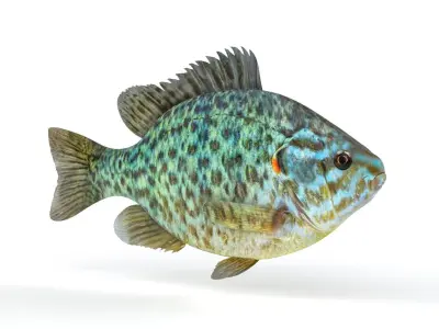 Pumkinseed Fish 3D model