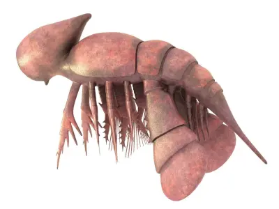 Cambropachycope 3D model