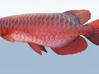 Red dragon fish Low-poly 3D model