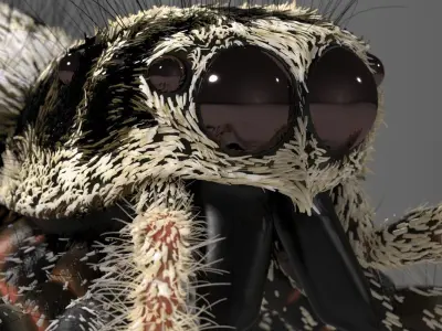 Zebra Jumping Spider 3D model