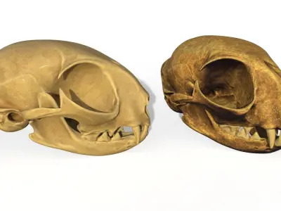 Cat skull  3D model