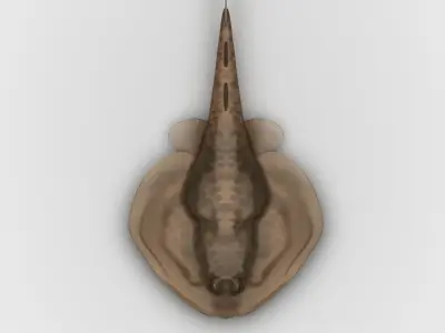 Electric Ray Numbfish DiReap Torpedo Fish Low-poly 3D model