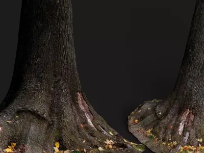 tree bark wide trunk part PBR photogrammetry Low-poly 3D model