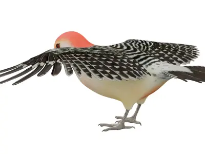 Red Bellied Woodpecker 3D model