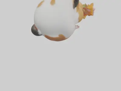 Guinea Pig nibbling model Low-poly 3D model