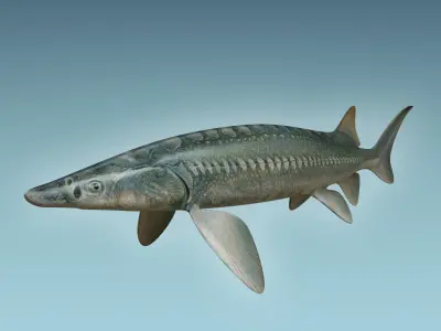 Sturgeon Fish 3D model