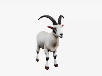 White Goat 3D model