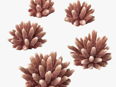 Acropora Corals S Collection 3D model