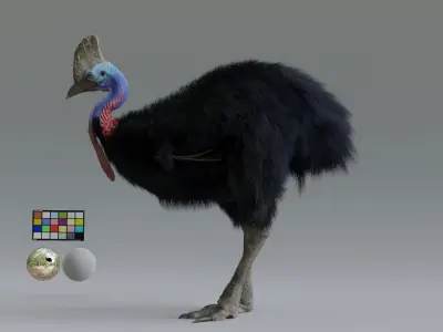 cassowary ostrich Low-poly 3D model