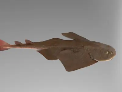 Japanese Angelshark 3D model