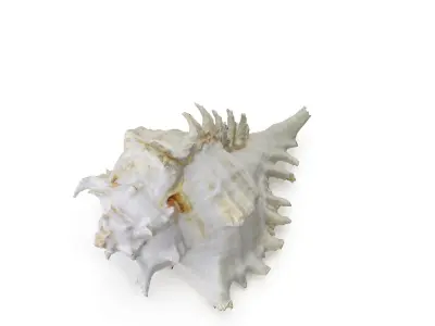 Shell 03 - Low and High Poly Versions  Low-poly 3D model