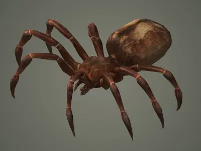 spider arachnid scary insect tarantula creepy animal  3D model